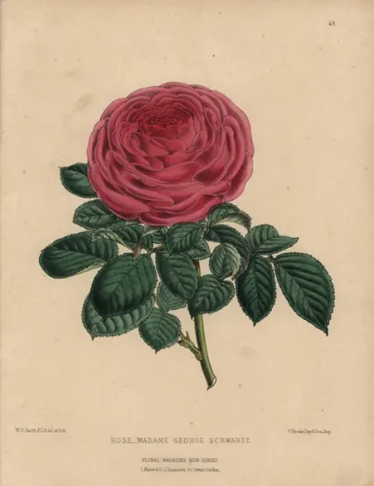 Framed Print : Scarlet rose Madame George Schwartz, pink tea Framed Print : Scarlet rose Madame George Schwartz, pink tea