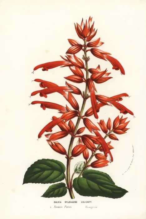 Framed Print : Scarlet sage cultivar, Salvia splendens Framed Print : Scarlet sage cultivar, Salvia splendens
