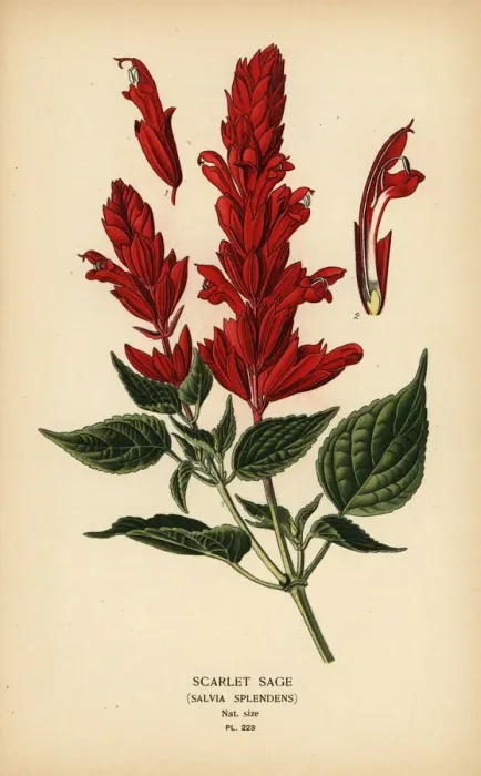 Framed Print : Scarlet sage, Salvia splendens Framed Print : Scarlet sage, Salvia splendens