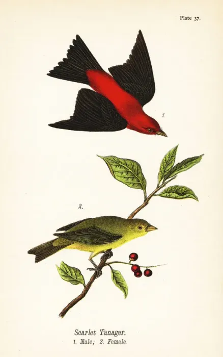 Framed Print : Scarlet tanager, Piranga olivacea Framed Print : Scarlet tanager, Piranga olivacea