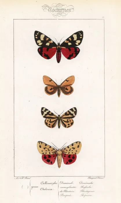 Framed Print : Scarlet tiger, clouded buff, wood tiger Framed Print : Scarlet tiger, clouded buff, wood tiger