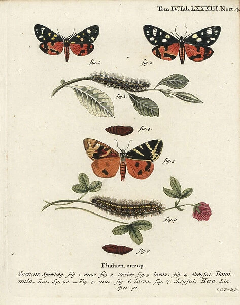 Scarlet tiger moth and Jersey tiger moth