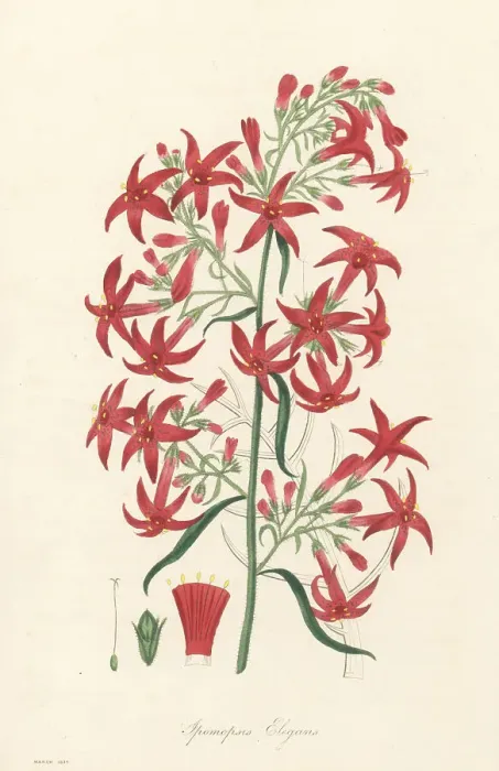 Framed Print : Scarlet trumpet or scarlet gilia, Ipomopsis aggregata Framed Print : Scarlet trumpet or scarlet gilia, Ipomopsis aggregata