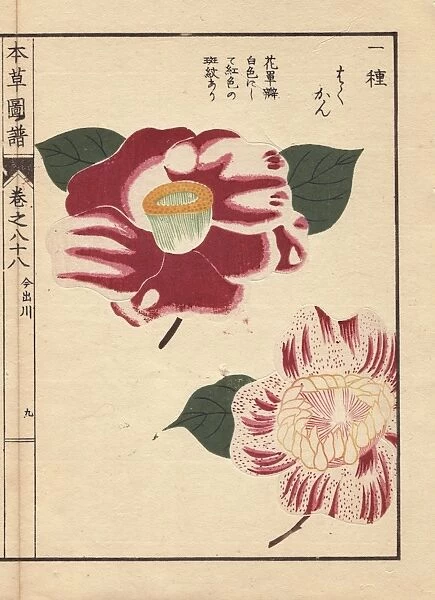 Scarlet and white camellias, Imadegawa