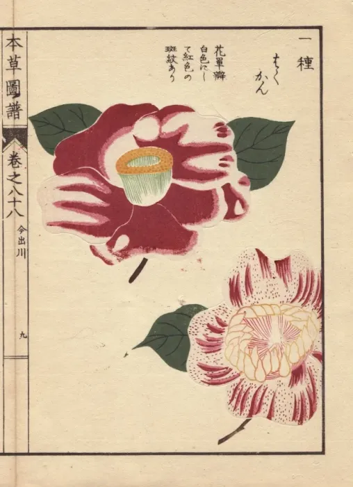 Framed Print : Scarlet and white camellias, Imadegawa Framed Print : Scarlet and white camellias, Imadegawa