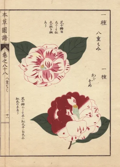 Framed Print : Scarlet and white camellias, Yahemomiji Framed Print : Scarlet and white camellias, Yahemomiji
