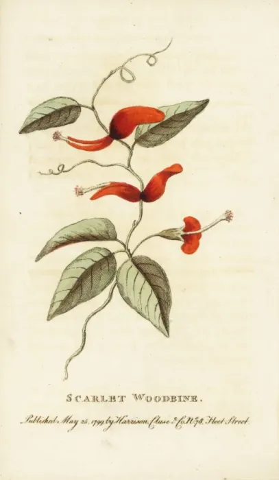 Framed Print : Scarlet woodbine of New South Wales, Lonicera species Framed Print : Scarlet woodbine of New South Wales, Lonicera species