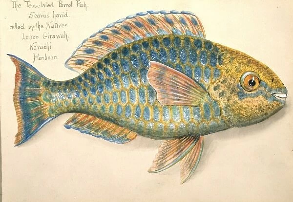 Scarus ghobban, blue-barred parrotfish