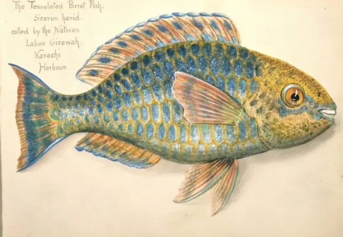 Framed Print : Scarus ghobban, blue-barred parrotfish