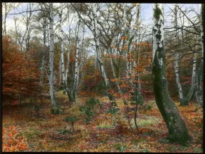 Framed Print : Scene in an autumn forest Framed Print : Scene in an autumn forest