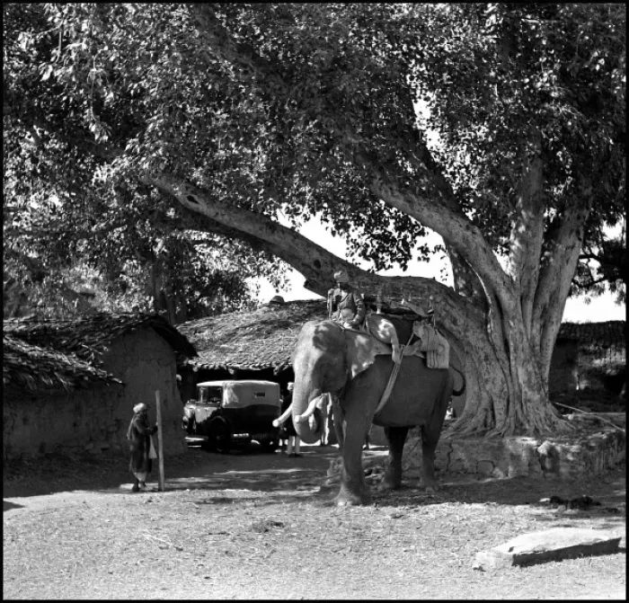 Framed Print : Scene with an elephant, Madhya Pradesh, India Framed Print : Scene with an elephant, Madhya Pradesh, India