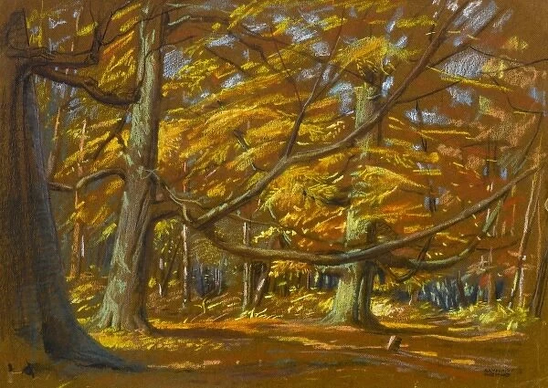 Scene in a wood with autumnal colours