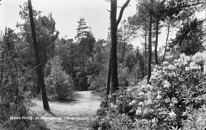 Framed Print : Scenic Pathway in Branksome Chine Framed Print : Scenic Pathway in Branksome Chine