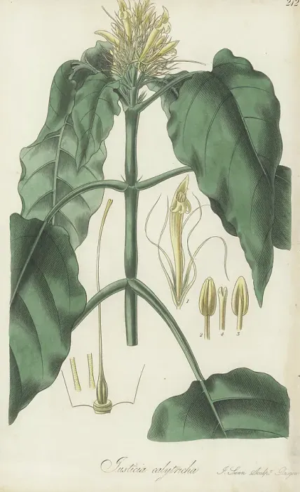 Framed Print : Schaueria calytricha Framed Print : Schaueria calytricha