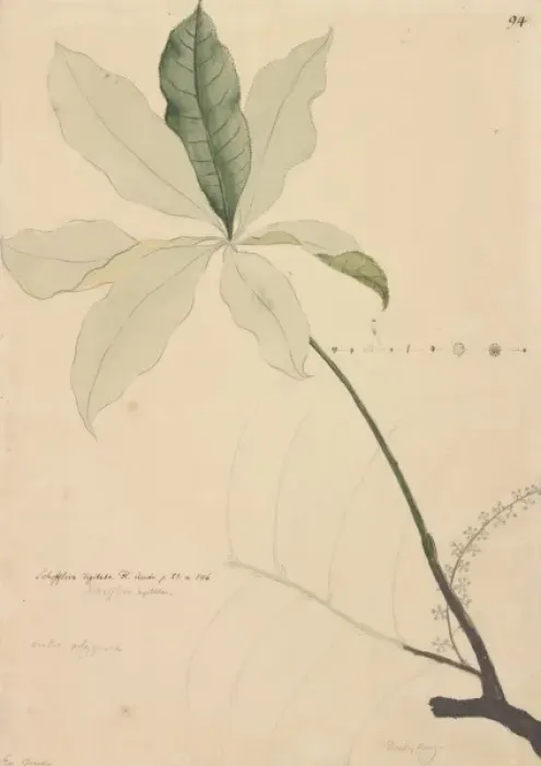 Framed Print : Schefflera digitata