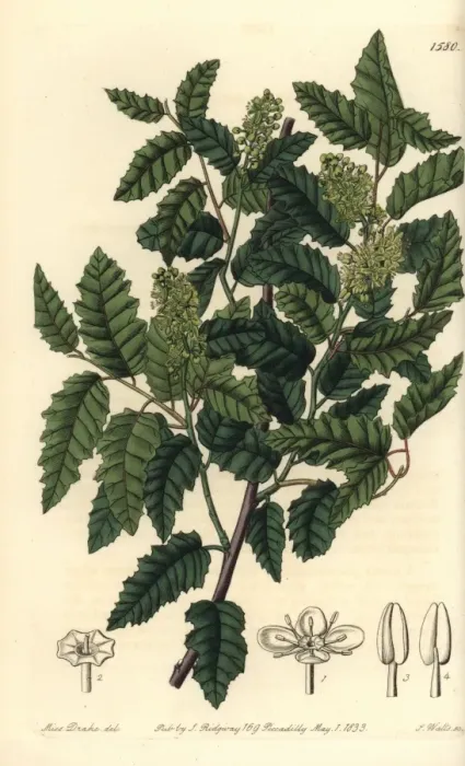 Framed Print : Schinus latifolia tree Framed Print : Schinus latifolia tree