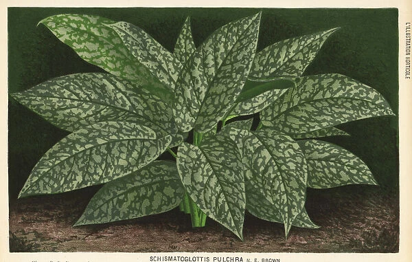 Schismatoglottis motleyana foliage plant