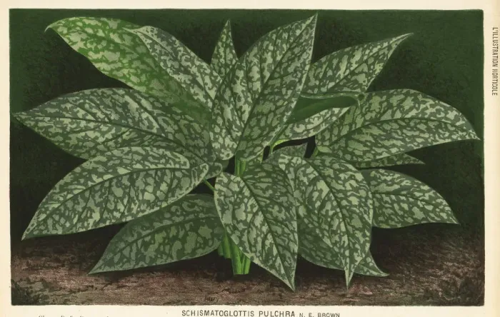Framed Print : Schismatoglottis motleyana foliage plant Framed Print : Schismatoglottis motleyana foliage plant