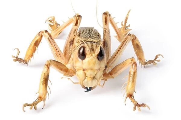 Schizodactylus monstrosus, monstrous dune cricket