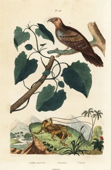 Framed Print : Schizodactylus monstrosus, oilbird and guaco vine Framed Print : Schizodactylus monstrosus, oilbird and guaco vine