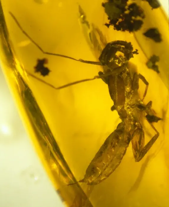 Framed Print : Schizomid in amber Framed Print : Schizomid in amber