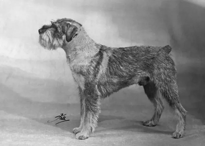 Framed Print : SCHNAUZER STANDING 1949 Framed Print : SCHNAUZER STANDING 1949