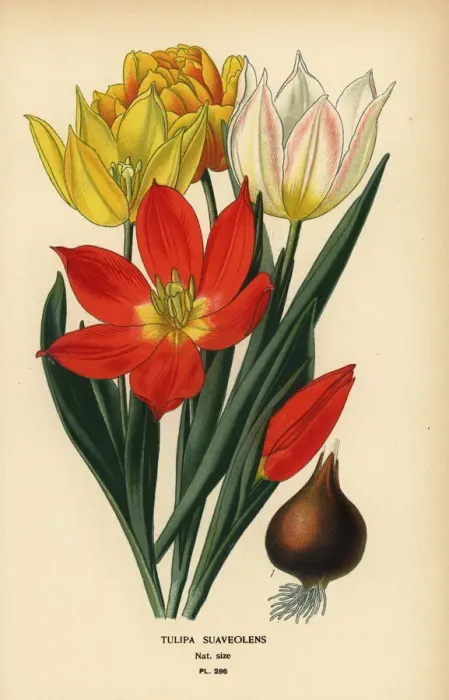 Framed Print : Schrencks tulip, Tulipa suaveolens Framed Print : Schrencks tulip, Tulipa suaveolens