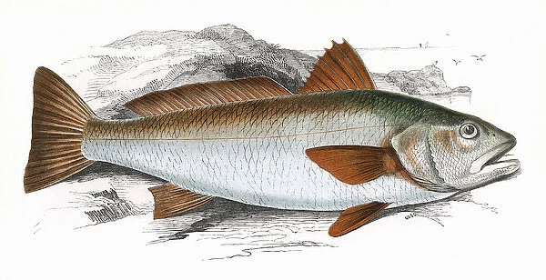 Sciaena umbra, or Shade Fish
