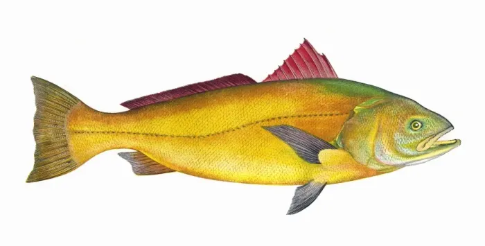 Framed Print : Sciaena, a warm water marine fish Framed Print : Sciaena, a warm water marine fish