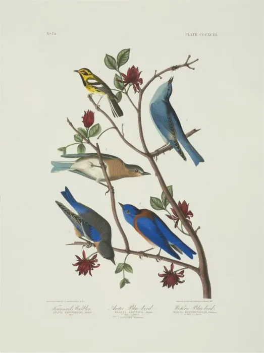 Framed Print : Scialia currucoides, Scialia mexicana, Dendroica townsendi Framed Print : Scialia currucoides, Scialia mexicana, Dendroica townsendi