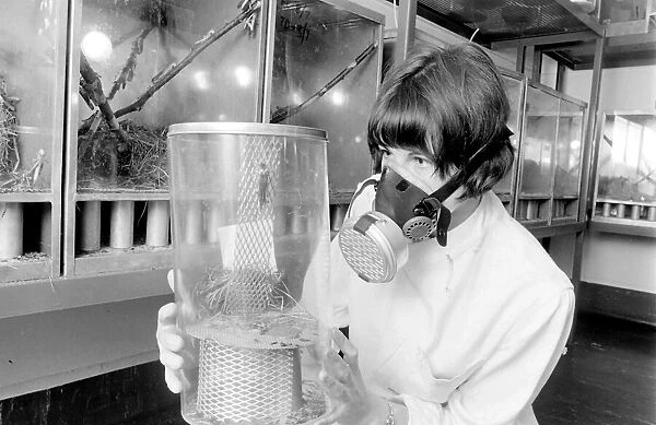 Scientist in a mask, examining a locust in a perspex container at the Anti-Locust