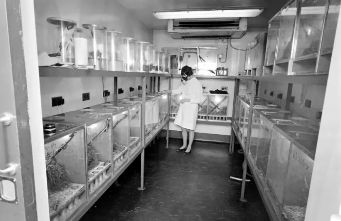 Framed Print : Scientist in a mask, examining locusts in perspex containers at the Anti-Locust Research Framed Print : Scientist in a mask, examining locusts in perspex containers at the Anti-Locust Research