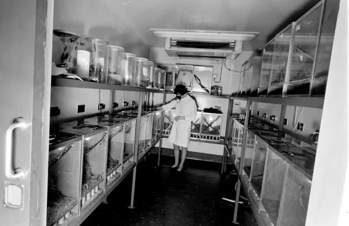 Framed Print : Scientist in a mask, examining locusts in perspex containers at the Anti-Locust Research Framed Print : Scientist in a mask, examining locusts in perspex containers at the Anti-Locust Research