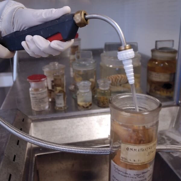 Scientist at work adding alcohol to a specimen jar