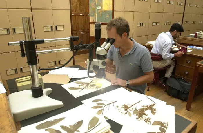 Framed Print : Scientist working in herbarium Framed Print : Scientist working in herbarium