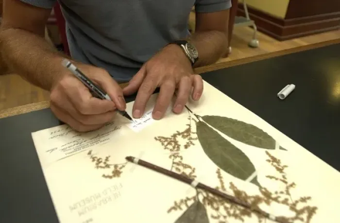 Framed Print : Scientist working in herbarium Framed Print : Scientist working in herbarium
