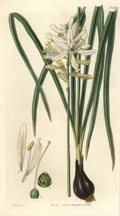 Framed Print : Scilla esculenta, esculent squill or camass Framed Print : Scilla esculenta, esculent squill or camass