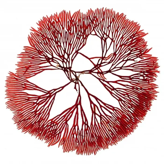 Framed Print : Scinaia forcellata, seaweed Framed Print : Scinaia forcellata, seaweed