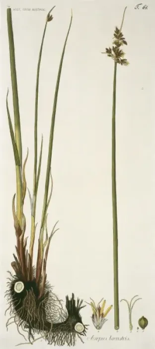 Framed Print : Scirpus lacustris, true bulrush Framed Print : Scirpus lacustris, true bulrush