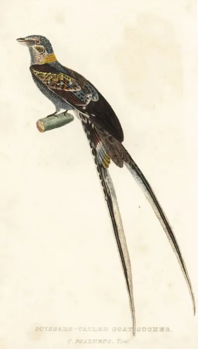 Framed Print : Scissor-tailed nightjar, Hydropsalis torquata Framed Print : Scissor-tailed nightjar, Hydropsalis torquata