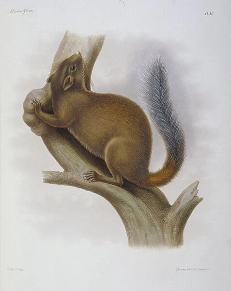Sciurus davidianus, Chinese rock squirrel