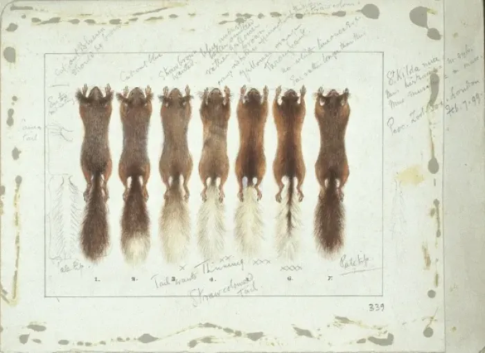 Framed Print : Sciurus vulgaris, red squirrel Framed Print : Sciurus vulgaris, red squirrel