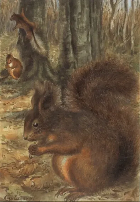 Framed Print : Sciurus vulgaris, red squirrel Framed Print : Sciurus vulgaris, red squirrel