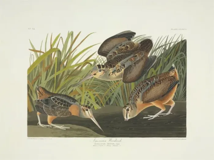 Framed Print : Scolopax minor, American woodcock Framed Print : Scolopax minor, American woodcock