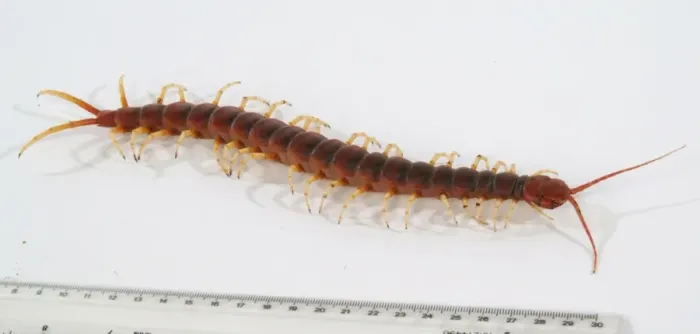 Framed Print : Scolopendra gigantea, giant centipede Framed Print : Scolopendra gigantea, giant centipede