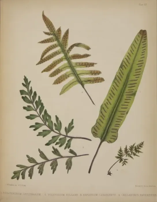 Framed Print : Scolopendrium officinarum, Polypodium valgare, Asplenium can