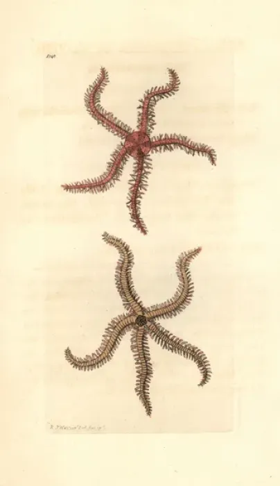 Framed Print : Scolopendroid starfish, Asterias scolopendroides Framed Print : Scolopendroid starfish, Asterias scolopendroides