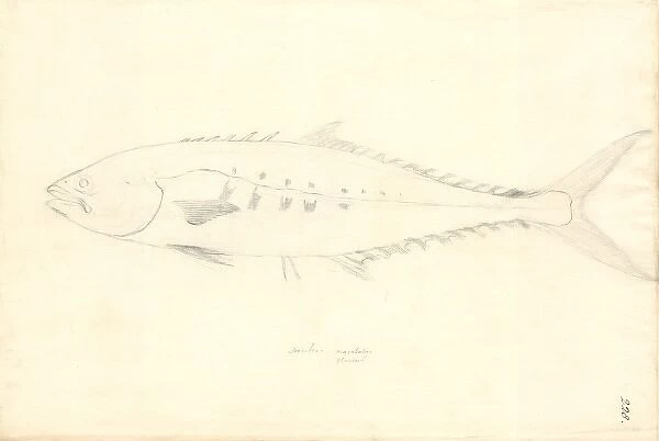Scomber japonicus, chub mackerel