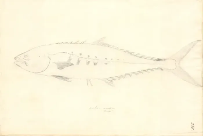 Framed Print : Scomber japonicus, chub mackerel Framed Print : Scomber japonicus, chub mackerel