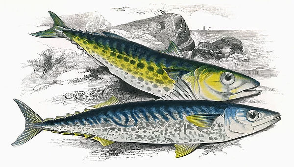 Scomberomorus maculatus, or Atlantic Spanish Mackerel